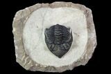 Metacanthina Trilobite - Lghaft, Morocco #107699-1
